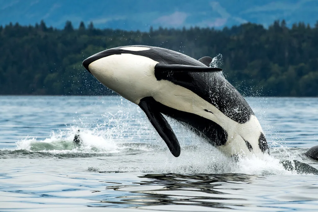ALPHA IT managed IT services Campbell River